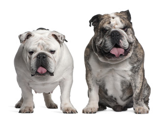 English Bulldogs, 6 years old, standing and sitting