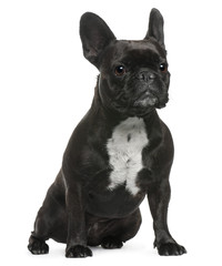 French Bulldog, 5 years old, sitting