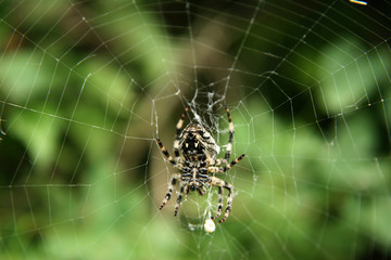 spinne im netz
