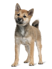 Shiba Inu puppy, 5 months old, standing