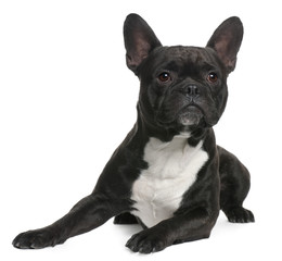 French Bulldog, 18 months old, lying