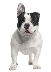 Fototapeta premium French Bulldog, 13 months old, with a cut ear standing