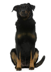 Beauceron, 8 years old, sitting in front of white background
