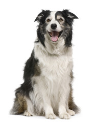 Border collie, 3 years old, lying in front of white background