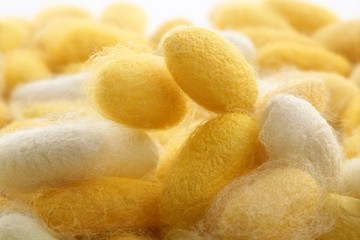 cocoon silkworm  many silk worm yellow © lunamarina