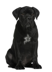 Cane corso puppy, 3 months old, sitting
