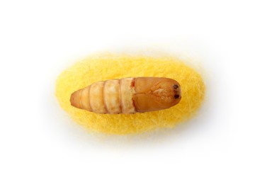 chrysalis silkworm on silk worm cocoon