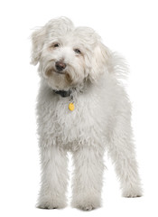 Maltese, 4 months old, standing in front of white background