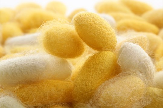 cocoon silkworm  many silk worm yellow