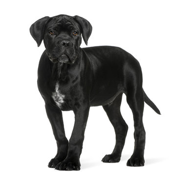 Cane corso puppy, 3 months old, standing