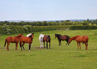 Horses Grazing in Rural England