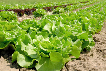 Reihen von Kopfsalat vor der Ernte