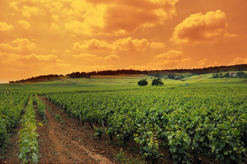 Fototapeta na wymiar krajobraz z winnicami