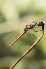 libellula
