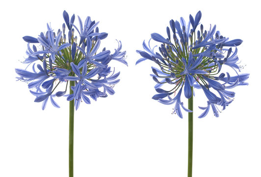 Agapanthus Blooms