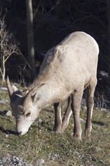 Kananaskis Country,Alberta,Canada;Bighorn Sheep