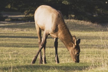 Jasper National Park, Alberta, Canada; Elk In A Field