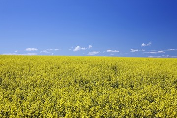 Obraz premium Flowering Canola, Central Alberta, Canada