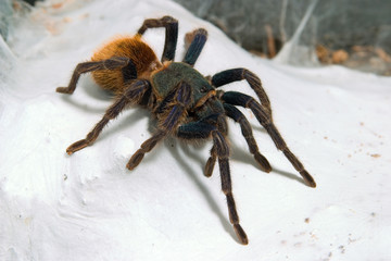Orange Blau Grüne Vogelspinne, Chromatopelma Cyaneopubescens