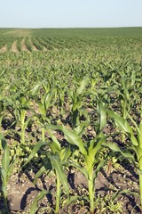 Corn (Zea Mays), Southern Alberta, Canada