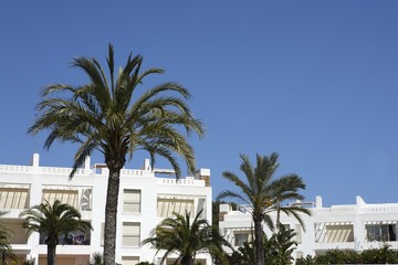 Fototapeta na wymiar mediterranean white houses palm trees blue sky