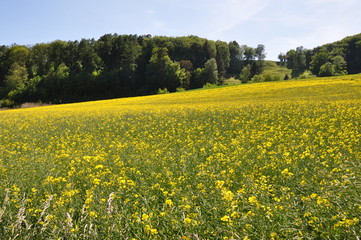 Champs de colza