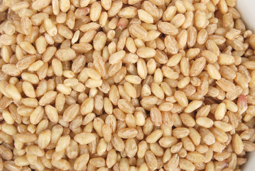 wheat seeds