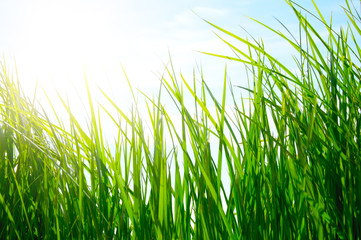 Fototapeta premium Green grass on golden meadow