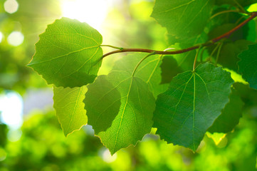 Fototapeta na wymiar Maple leafes in Summer Sun