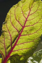 Chard Leaf In The Garden