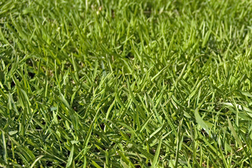 Green lawn