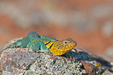 Collared Lizard 11