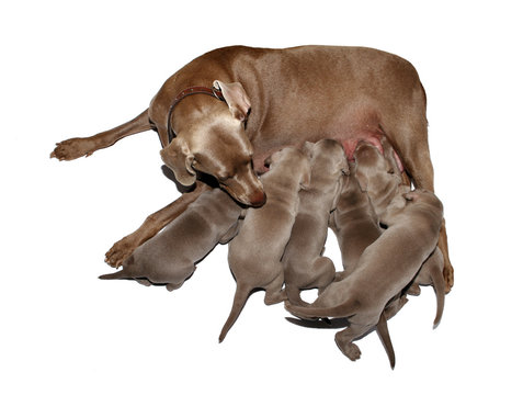 Weimaraner Welpe X