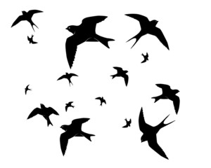 Flying swallows