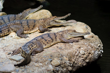 Young alligator