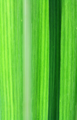 Fototapeta premium feuilles vertes de canne à sucre