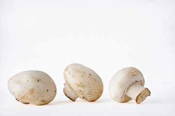 Champignons