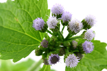 reine des herbes, agératum conyzoïdes, fond blanc