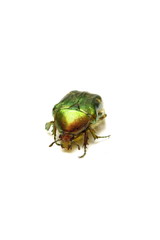 cétoine