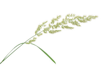 Fototapeta premium grass