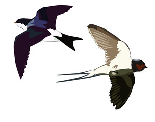 Flying swallows