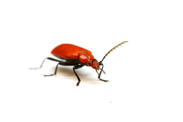 insecte rouge