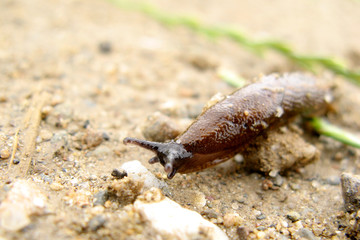 Nacktschnecke