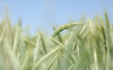 Korndetails