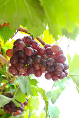 red grape vine in the yard