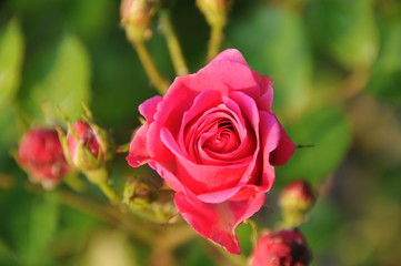 Rosa