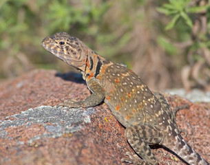 Collared Lizard 10