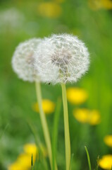 Infiorescenza - Tarassaco