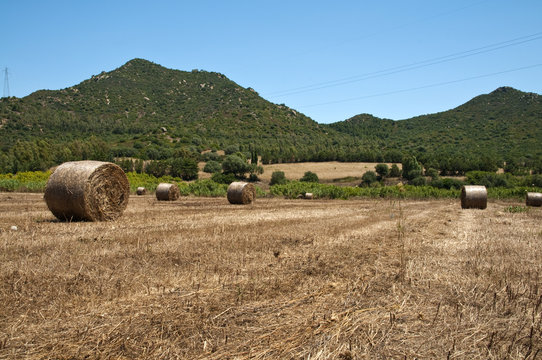 balle di fieno