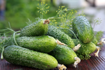 Cucumbers and dill on the table in garden